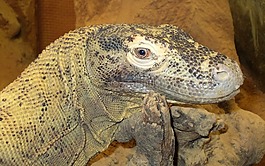 komodovaraan,hagedis,varaan