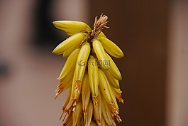 芦荟花,芦荟精华素,性质