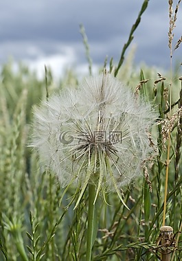 蒲公英,草地,性质