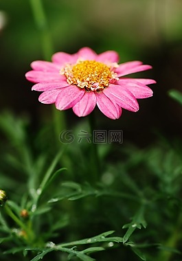 夏天,花,夏天花