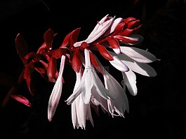 鲜花,红色,白