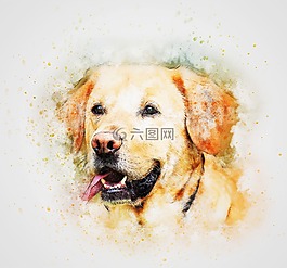 狗,宠物,拉布拉多