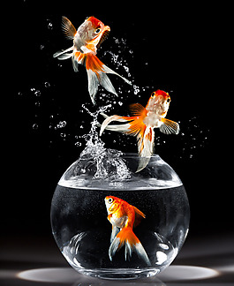 金鱼跳出鱼缸背景图片素材