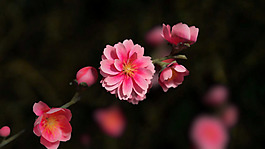 3d模型一支桃花带贴图带灯光