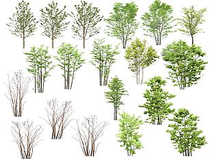 高清psd植物素材（乔木1）